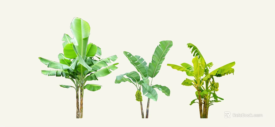 Banana Trees With Large Green Leaves And Fruits In Various Growth Stages 3d model 
