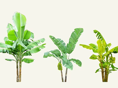 Banana Trees With Large Green Leaves And Fruits In Various Growth Stages 3d model