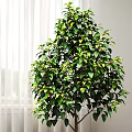 Indoor Window Side Decorative Potted Plants With Large Green Leaves And Lush Foliage