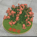 Vibrant Ixora Flowers Blooming On Round Green Base For Outdoor Garden