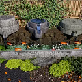 Stone Water Features In Garden With Bamboo Fence Orange Koi Fish And Aquatic Plants