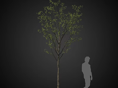 Tall Arbor with Green Leaves Against Dark Background and Human Silhouette 3d model