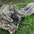 Natural Weathered Wood Log Surrounded By Green Grass And Lush Plants