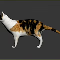 Calico Cat With White Black And Orange Fur Standing On Dark Background With Reflection