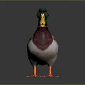 Colorful Mallard Duck With Green Head Yellow Beak And Orange Feet On Gray Background