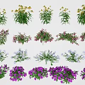 Vibrant Garden Flowers and Plants With Diverse Colors and Lush Foliage