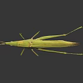 Yellow Grasshopper with Long Legs on Black Background with Clear Reflection 3d model