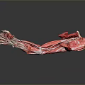 Medical Device Human Arm Muscle Anatomy Model Clear Red White Structure Dark Background Reflective Effect