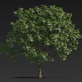 Lush Green Leafy Arbor With Strong Trunk Isolated On Dark Background 3d model