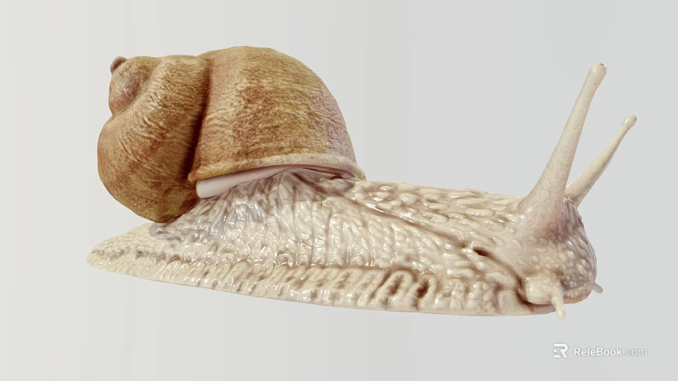 Close Up View Of Garden Snail With Brown Spiral Shell And Light Colored Textured Body 3d model 