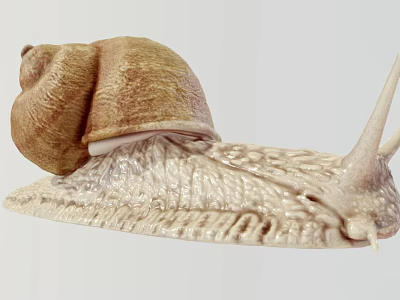 Close Up View Of Garden Snail With Brown Spiral Shell And Light Colored Textured Body 3d model