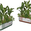 Potted Bonsai Plants With White Container Green Orange Trim Large Green Leaves And Decorative Foliage