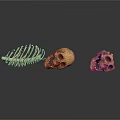 Animal Skeletons And Skulls Display On White Background With Detailed Structure