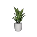 Potted Plant With Green Leaves In White Ceramic Pot Simple Natural Design