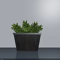 Lush Green Bonsai Plant in Black Wooden Pot for Indoor Home Decoration
