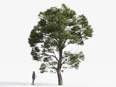 Tall Arbor With Lush Green Leaves And A Person Walking Beneath It 3d model