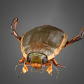 Detailed View Of Green Brown Beetle With Shiny Shell Orange Legs And Compound Eyes