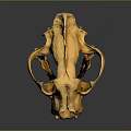Close Up View Of Animal Skull Skeleton Showing Detailed Anatomical Features On Dark Background