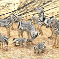 Modern Zebra 3d model