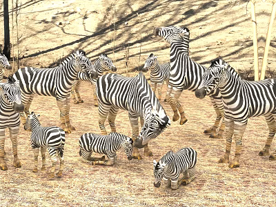 Group of Zebras Including Adults and Foals Grazing on Dry Ground with Trees and Shadows 3d model