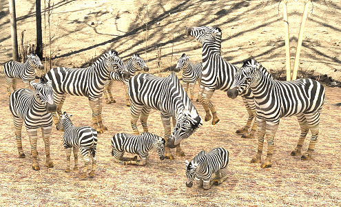 Modern Zebra 3d model