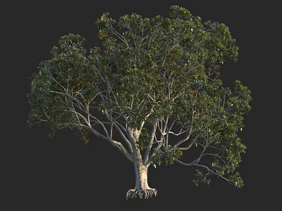 Lush Green Arbor With Thick Trunk And Exposed Roots In Isolated Black Background 3d model