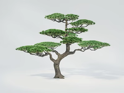 Bonsai Style Arbor With Dense Green Foliage And Sturdy Trunk Isolated On White 3d model