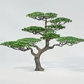 Bonsai Style Arbor With Dense Green Foliage And Sturdy Trunk Isolated On White