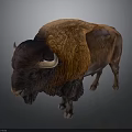 Majestic Brown and Orange Buffalo with Thick Fur and Curved Horns Standing Isolated on Gray Background