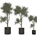 Decorative Potted Evergreen Plants In Three Different Sizes With Gray Woven Pots 3d model