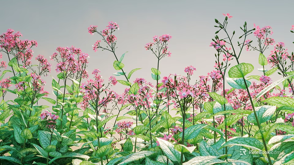 Vibrant Pink Flowers With Green Leaves In Lush Natural Garden Growth 3d model 