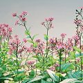 Vibrant Pink Flowers With Green Leaves In Lush Natural Garden Growth