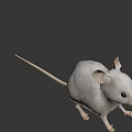 3D Wireframe Rat Character Model With Big Ears For Game And Movie Scenes