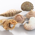 Conch Shell Sea Snail Oyster Scallop Seafood Sea Shell 3d model