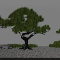 Tranquil Courtyard Garden with Bonsai Pine Trees Gravel Ground Green Grass Stones and White Wall