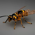 Black and Yellow Striped Flying Wasp with Transparent Wings Long Antennae and Slender Legs