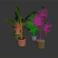 Various Green Potted Plants in Brown Pots Against Dark Background