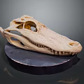Detailed Crocodile Skull Skeleton Displayed With Anatomical Features On Black Base 3d model