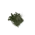 Diverse Green Plants Arrangement With Mixed Grasses And Leafy Shrubs