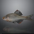 Shiny silver fish with red fins red eyes striped body and visible scales