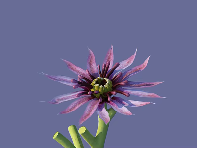 Purple and Pink Flower With Slender Petals Yellow Green Center Green Stem on Blue Background 3d model
