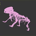 Anatomical Animal Skeleton With Detailed Bone Structure Display On Gray Background 3d model