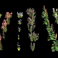 Colorful Assorted Flowers And Green Plants With Diverse Blooms And Lush Foliage