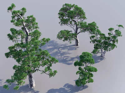 Tall And Medium Sized Arbor Trees With Lush Green Foliage And Natural Trunks 3d model