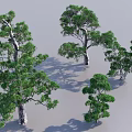 Tall And Medium Sized Arbor Trees With Lush Green Foliage And Natural Trunks
