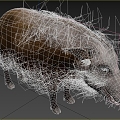 Modern African Scrub Wild Boar Wildlife Creatures 3d model