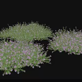 Lush Green Ground Cover With Purple Flowers For Garden Landscape Design