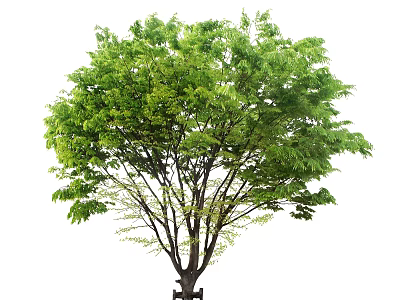 Lush Green Arbor With Dense Foliage Canopy And Strong Trunk 3d model