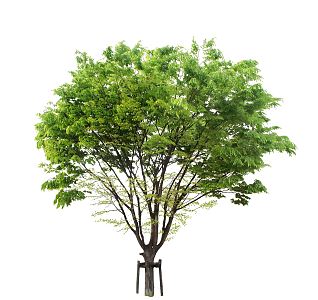 Modern Tree Landscape Tree 3d model