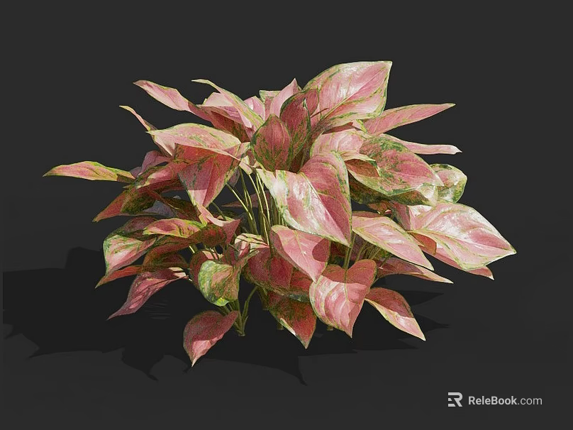 Lush Pink and Green Houseplant with Vibrant Variegated Leaves for Indoor Decor 3d model 